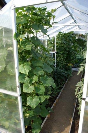 Tunel foliowy szklarnia ogrodowa Poliwęglan 210x204 (Pomidor) 4m2 PCV PTF POLSKA