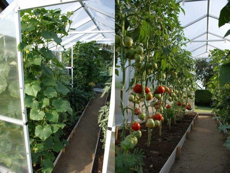 Tunel foliowy szklarnia ogrodowa Poliwęglan 211x606 (Pomidor) 12,8m2 PCV PTF POLSKA