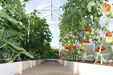 Tunel foliowy szklarnia ogrodowa Poliwęglan 210x204 (Pomidor) 4m2 PCV PTF POLSKA