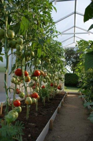 Tunel foliowy szklarnia ogrodowa Poliwęglan 210x204 (Pomidor) 4m2 PCV PTF POLSKA